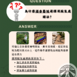 哥倫比亞 酒香藝妓 希望莊園